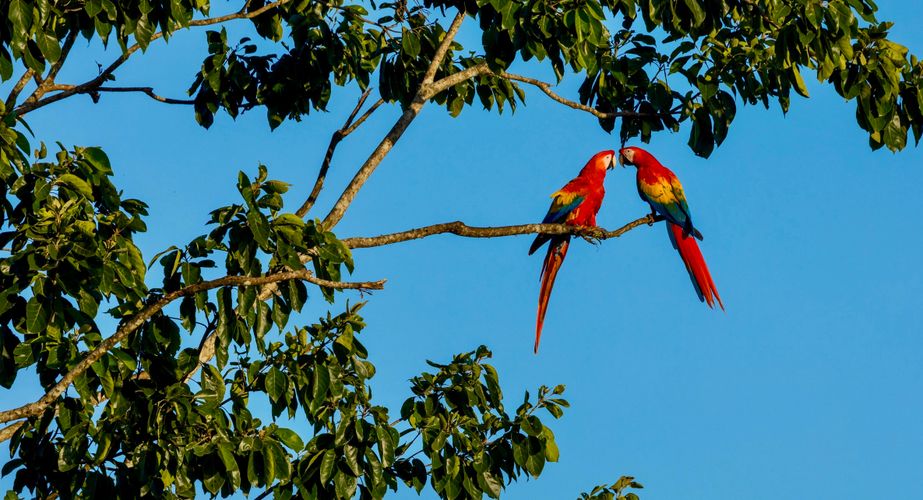 Papegaaien Costa Rica